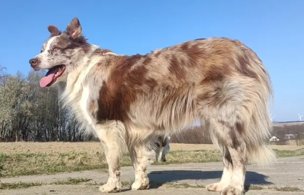 Wspaniała suczka blue-merle BORDER COLLIE - przebadani rodz, 5