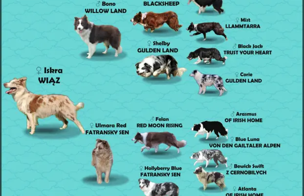 Wspaniała suczka blue-merle BORDER COLLIE - przebadani rodz, 7