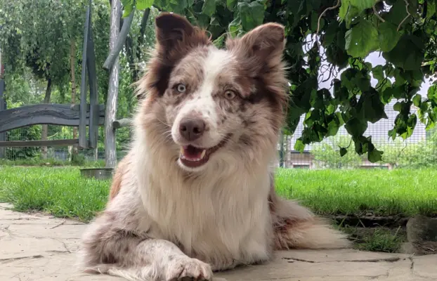 Wspaniała suczka blue-merle BORDER COLLIE - przebadani rodz, 8