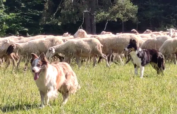Wspaniała suczka blue-merle BORDER COLLIE - przebadani rodz, 9
