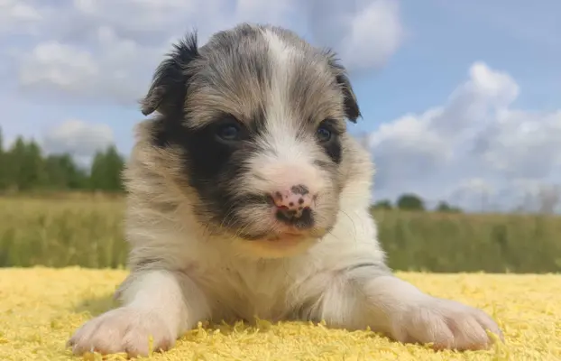 Wspaniała suczka blue-merle BORDER COLLIE - przebadani rodz, 3
