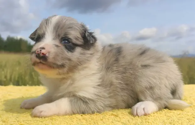 Wspaniała suczka blue-merle BORDER COLLIE - przebadani rodz, 1