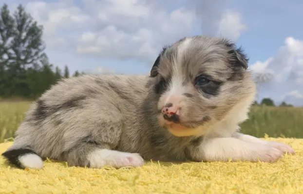 Wspaniała suczka blue-merle BORDER COLLIE - przebadani rodz, 2