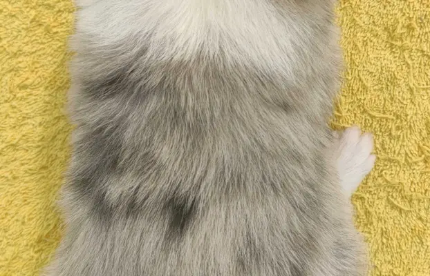 Wspaniała suczka blue-merle BORDER COLLIE - przebadani rodz, 4