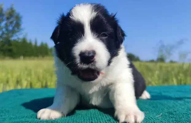 Border Collie - przebadani sprawdzeni rodzice, piękne szczen 1