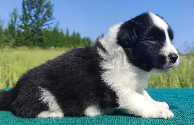 Border Collie - przebadani sprawdzeni rodzice, piękne szczen 3