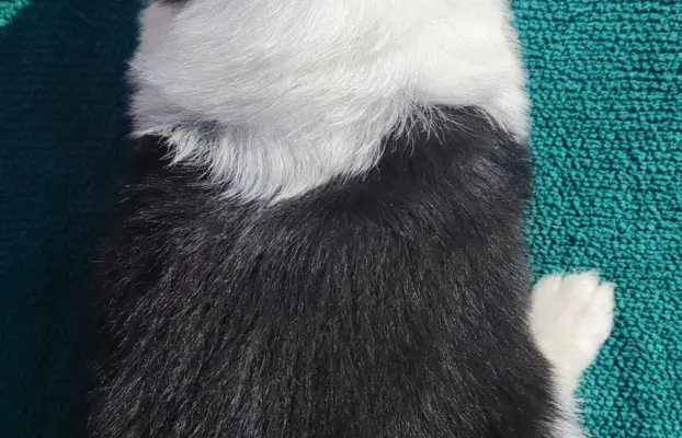 Border Collie - przebadani sprawdzeni rodzice, piękne szczen 4