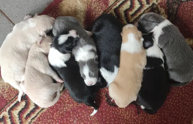 Border Collie - przebadani sprawdzeni rodzice, piękne szczen 7