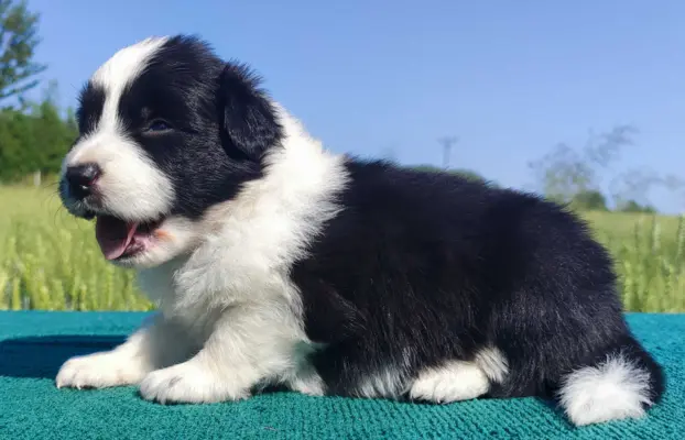 Border Collie - przebadani sprawdzeni rodzice, piękne szczen 1