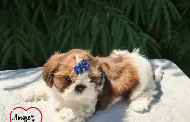 Przepiękne słodziaki shih tzu. 3