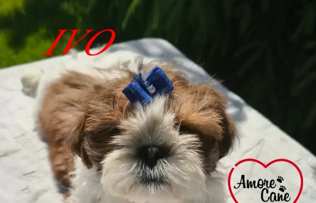 Przepiękne słodziaki shih tzu. 4