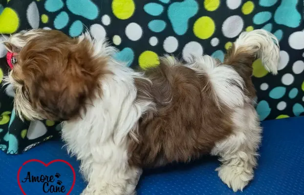 Przepiękny słodziak shih tzu IVO. 5