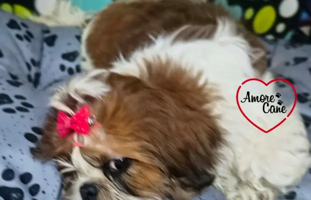 Przepiękny słodziak shih tzu IVO. 6