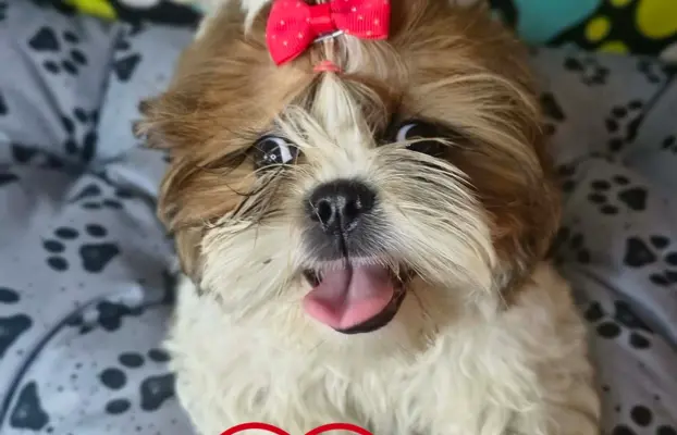 Przepiękny słodziak shih tzu IVO. 7