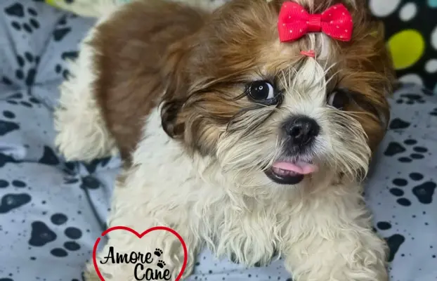 Przepiękny słodziak shih tzu IVO. 8