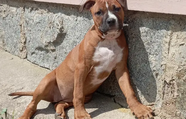 American Staffordshire Terrier 2