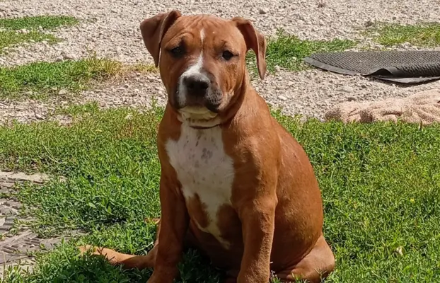 American Staffordshire Terrier 3