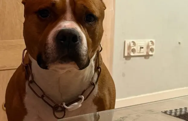 American Staffordshire Terrier 3