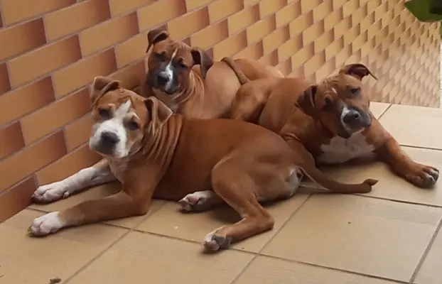 American Staffordshire Terrier 4