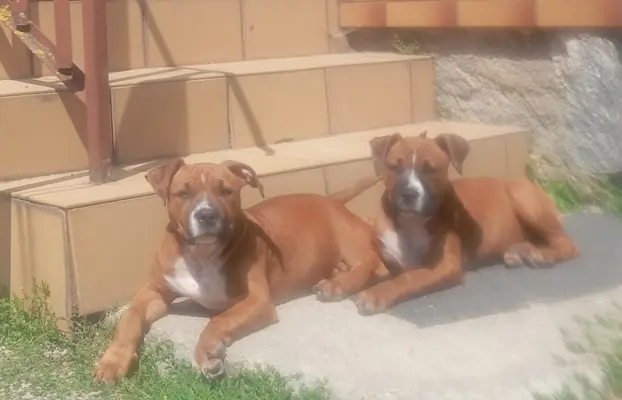 American Staffordshire Terrier 5