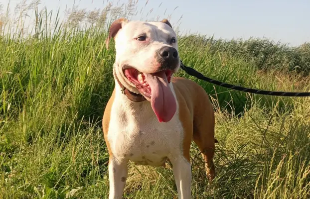 American Staffordshire Terrier 6