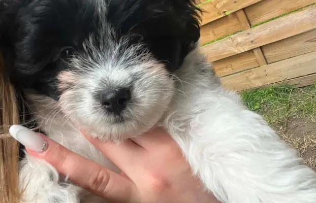 Wyjątkowe Maltipoo F1b 7