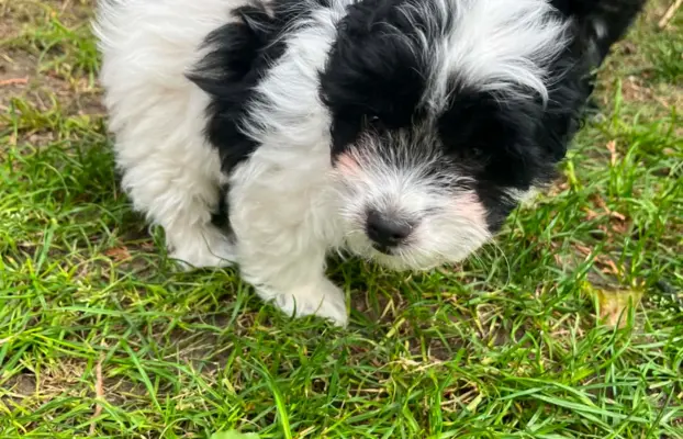 Wyjątkowe Maltipoo F1b 8