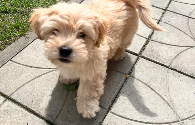 Wyjątkowe Maltipoo F1b 9