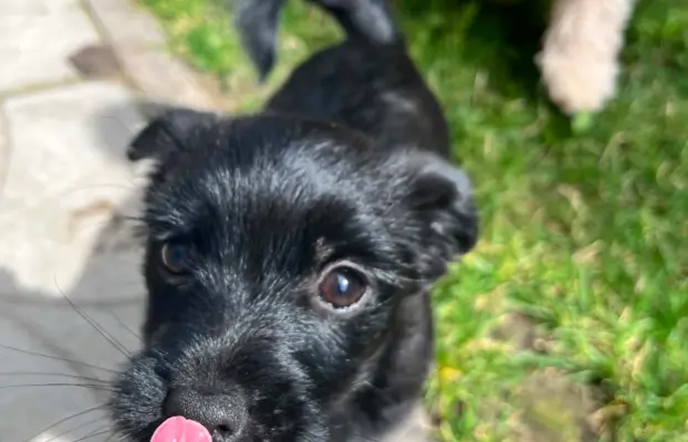 Wyjątkowe Maltipoo F1b 10