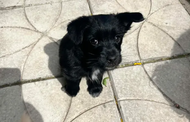 Wyjątkowe Maltipoo F1b 11