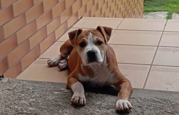 American Staffordshire Terrier 1
