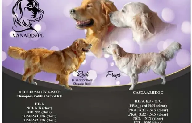 Szczeniaki golden retriever 7