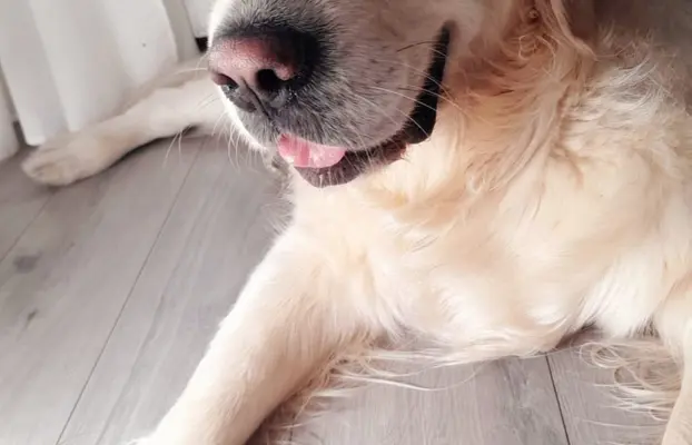 Szczeniaki golden retriever 5