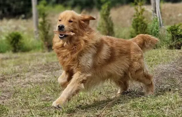 Szczeniaki golden retriever 6