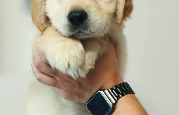 Szczeniaki golden retriever 3