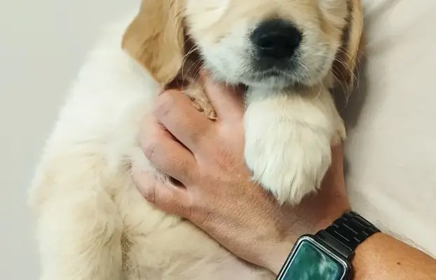 Szczeniaki golden retriever 4