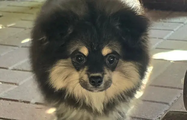 Szpic miniaturowy,pomeranian piesek 6