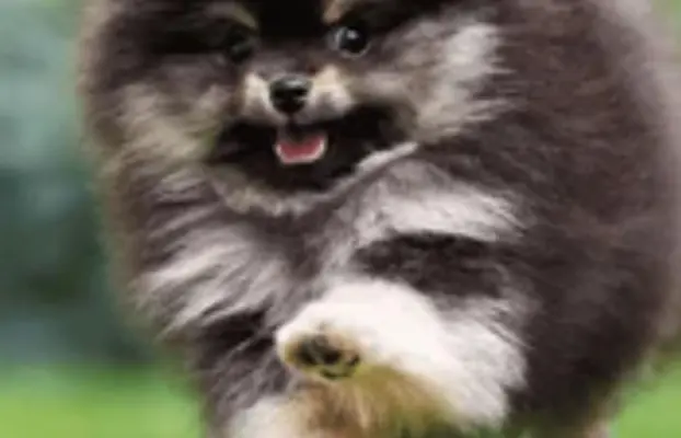 Szpic miniaturowy,pomeranian piesek 1