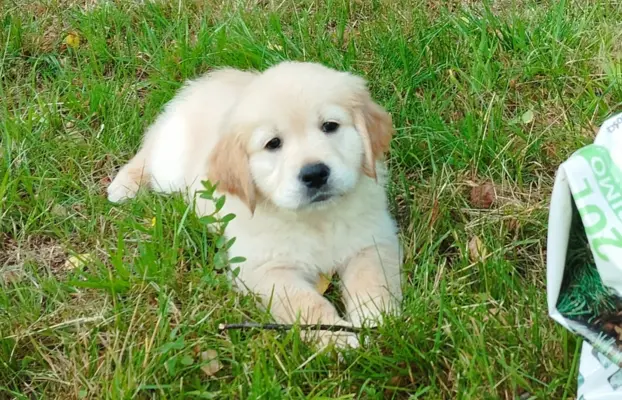 Szczeniaki golden retriever 1