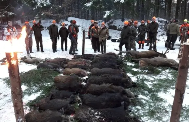 Reproduktory rasy GOŃCZY POLSKI polujce zapraszają suczki 10