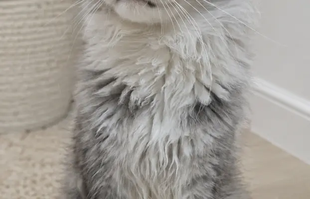 Kocur Maine Coon FPL FIFE 7