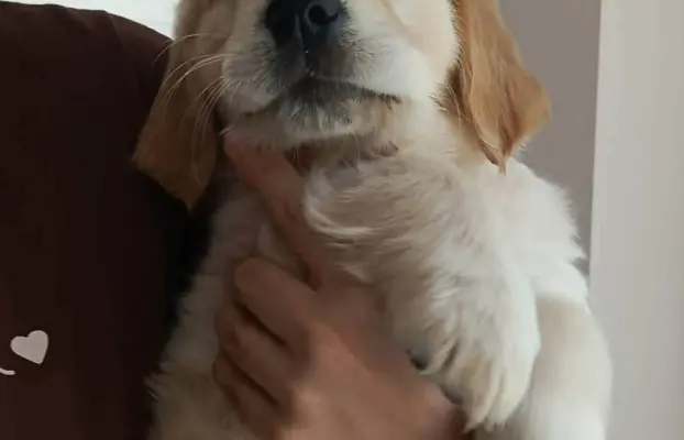 Szczeniaki golden retriever gotowe do odbioru 3