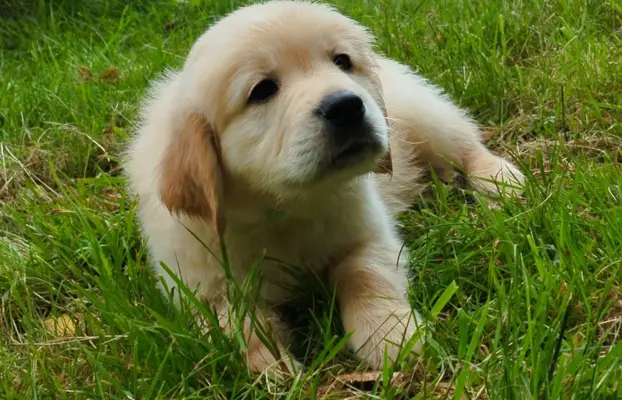 Szczeniaki golden retriever gotowe do odbioru 1
