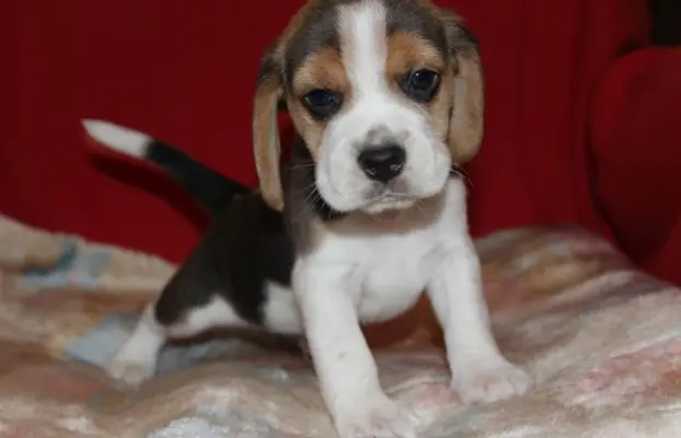 Beagle szczeniaczki ZKwP FCI po Championach 2
