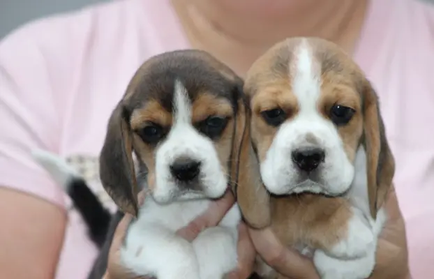 Beagle szczeniaczki ZKwP FCI po Championach 3