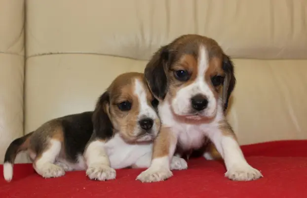 Beagle szczeniaczki ZKwP FCI po Championach 4