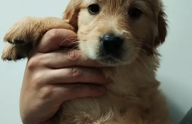 Szczeniaki golden retriever gotowe do odbioru 4