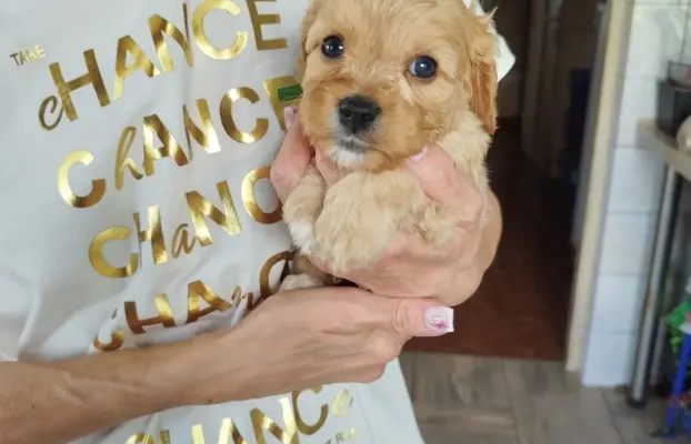 Piekne sunie Cavapoo 2
