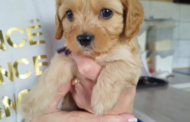 Piekne sunie Cavapoo 1