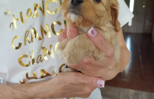 Piekne sunie Cavapoo 4